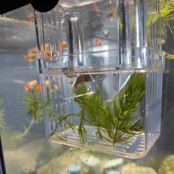 Boîte d'isolation en acrylique pour animaux de compagnie, fournitures pour Aquarium à Double pont, support d'incubateur Transparent pour élevage d'aquarium
